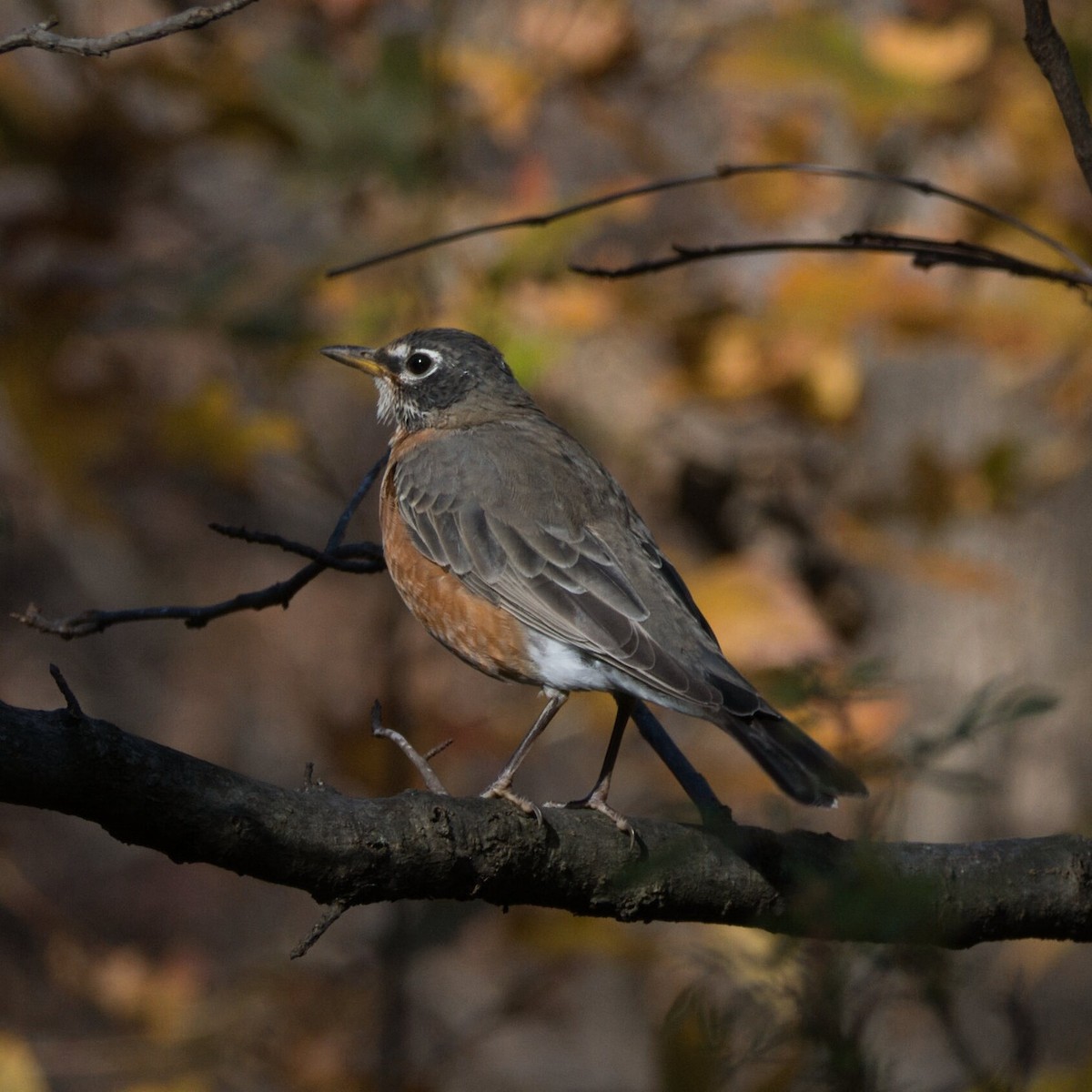 Странствующий дрозд - ML645243955