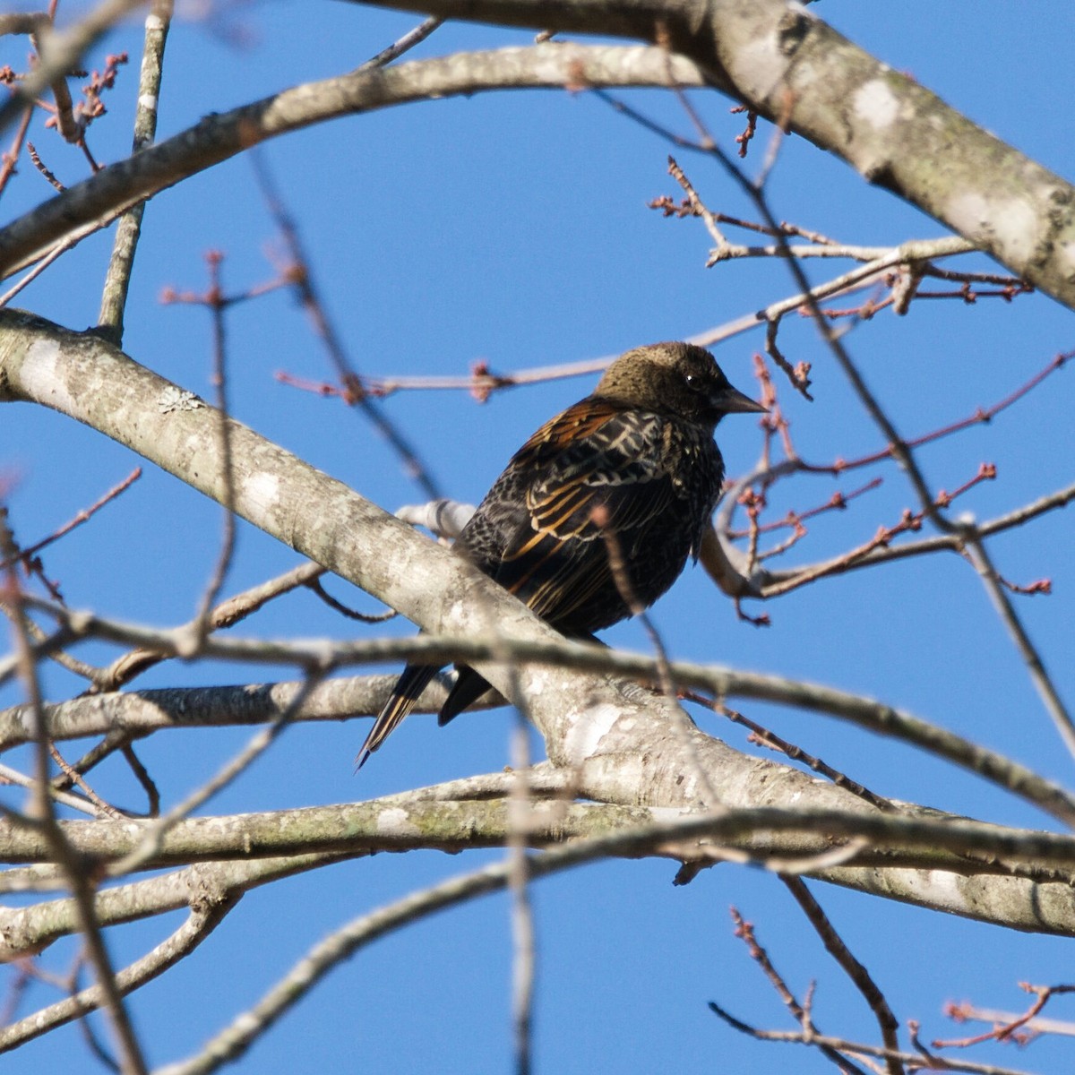 ハゴロモガラス - ML645243957