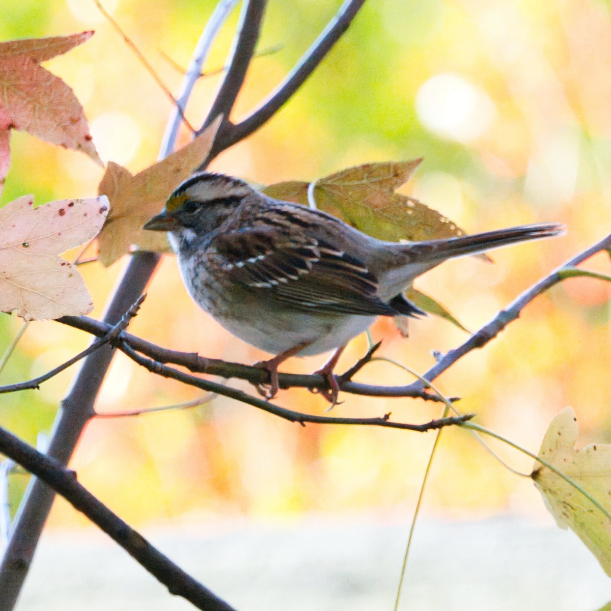 ノドジロシトド - ML645243964