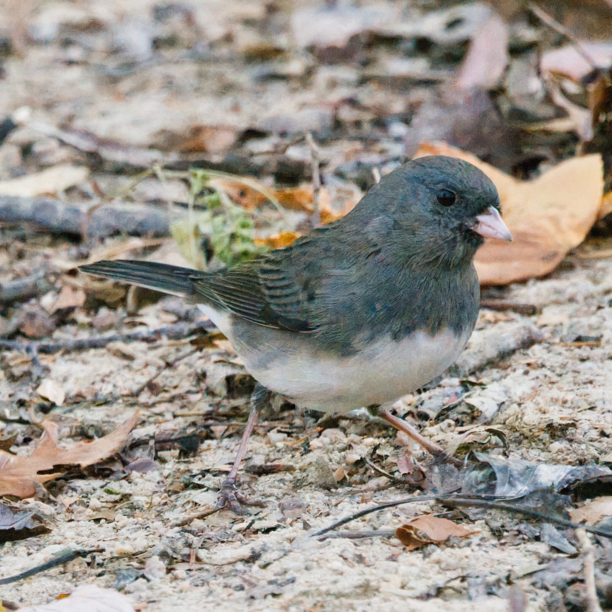 Dark-eyed Junco - ML645243966