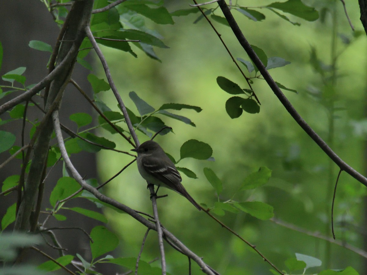 Acadian Flycatcher - ML645243967