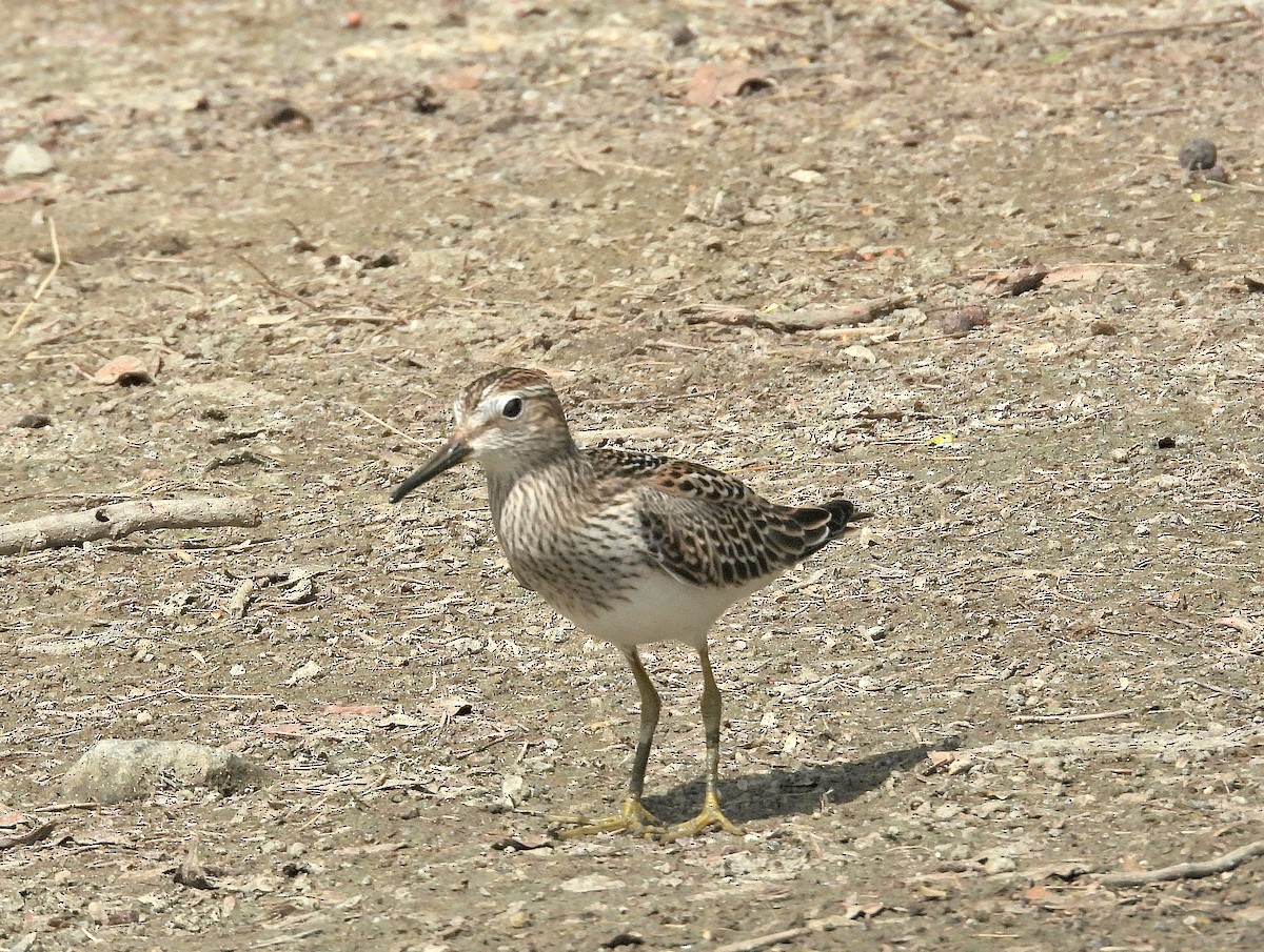 Pectoral Sandpiper - ML645243971
