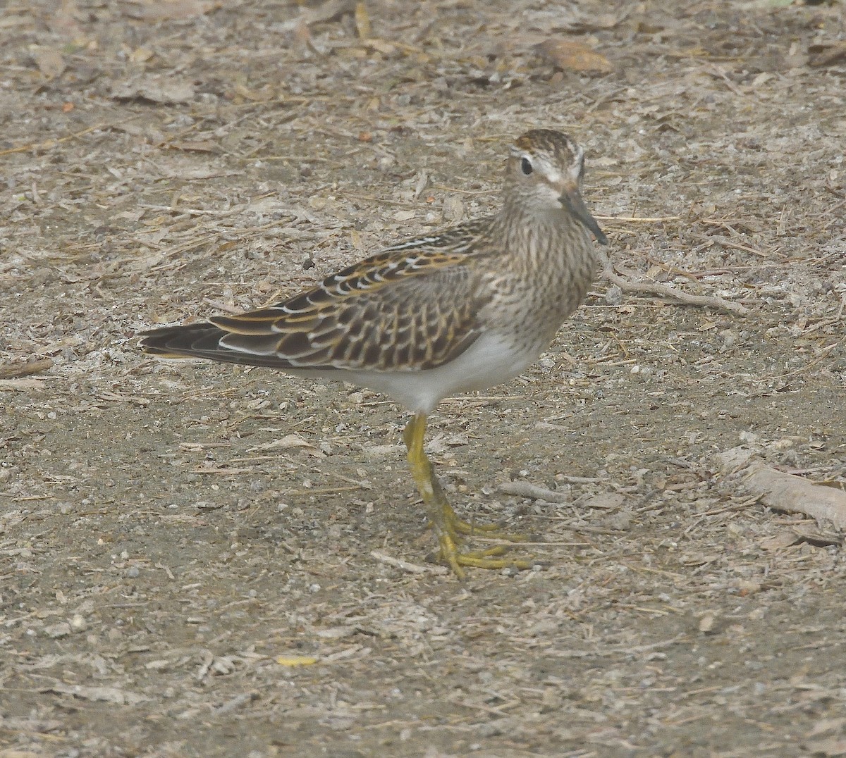 Pectoral Sandpiper - ML645243972