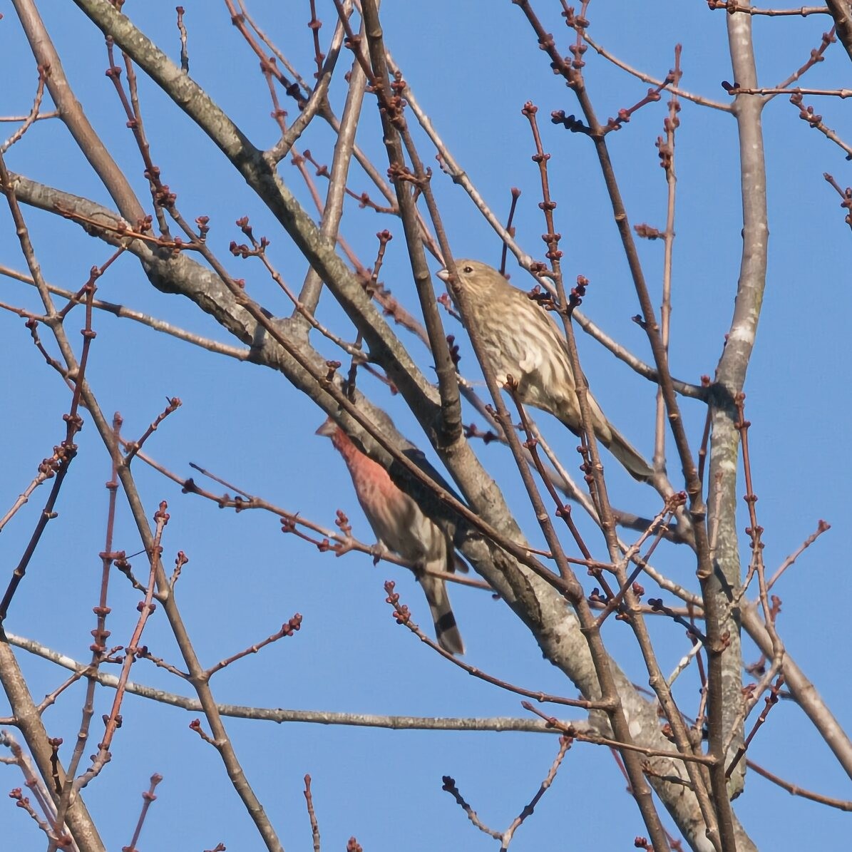 メキシコマシコ - ML645243973