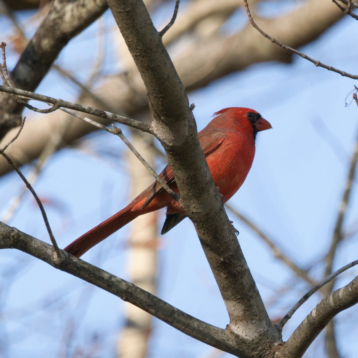 ショウジョウコウカンチョウ - ML645243974