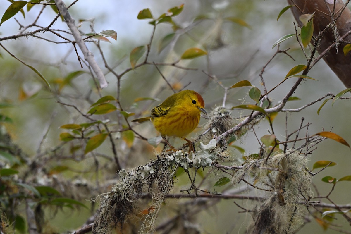Mangrove Yellow Warbler (Galapagos) - ML645243977