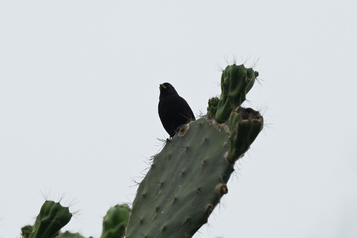 Common Cactus-Finch - ML645243978
