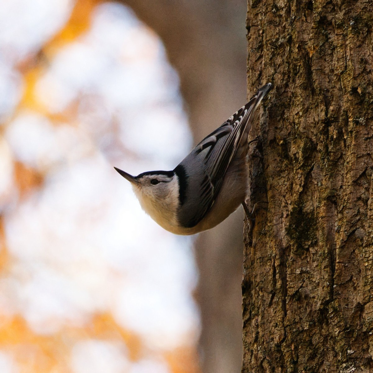 ムナジロゴジュウカラ - ML645243987