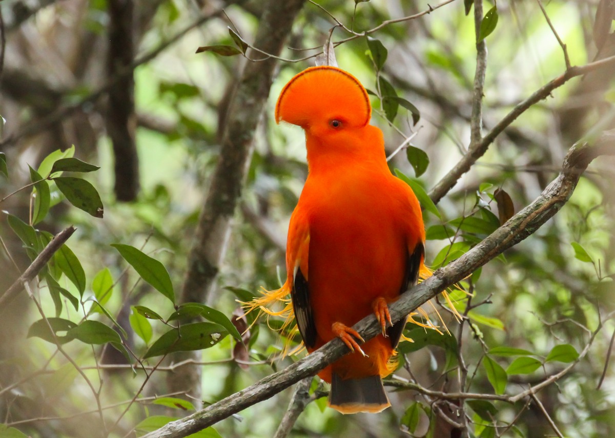 イワドリ - ML645243988