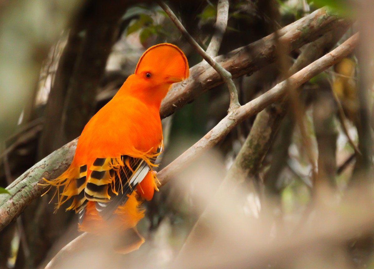 イワドリ - ML645243991