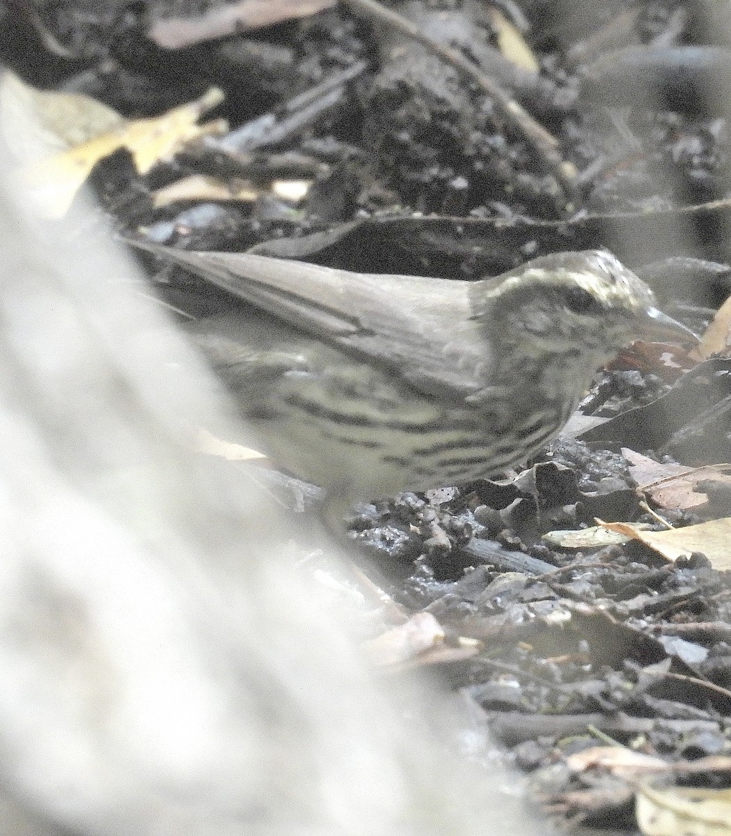 Northern Waterthrush - ML645243997