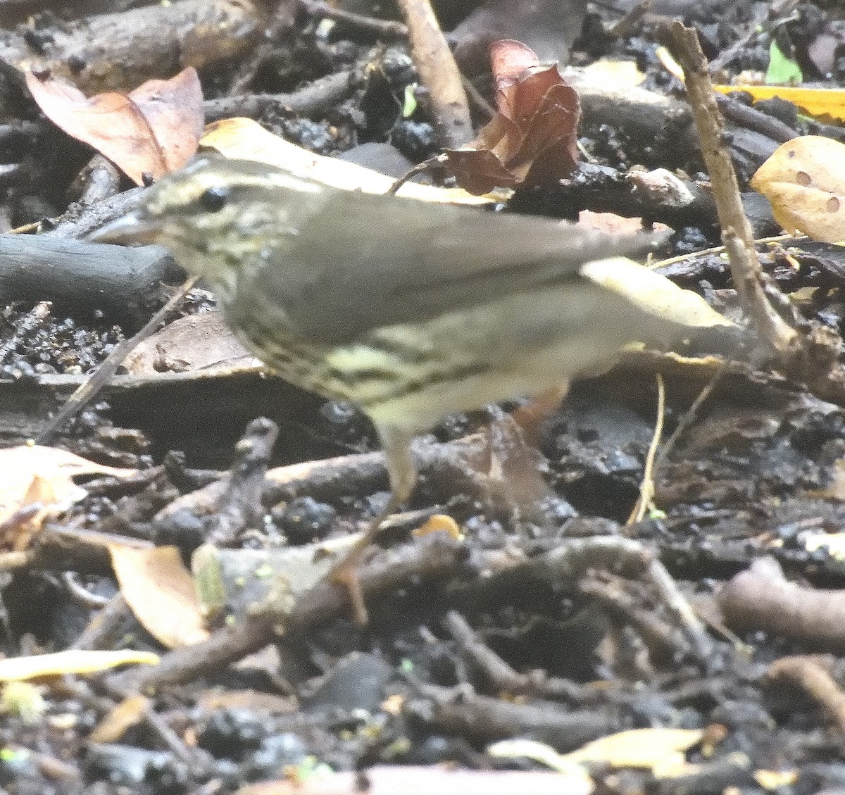 Northern Waterthrush - ML645243998