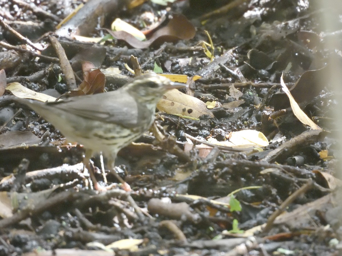 Northern Waterthrush - ML645243999