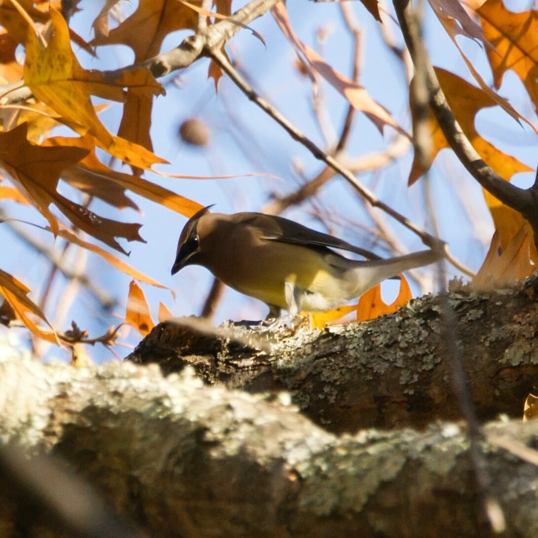 Cedar Waxwing - ML645244000