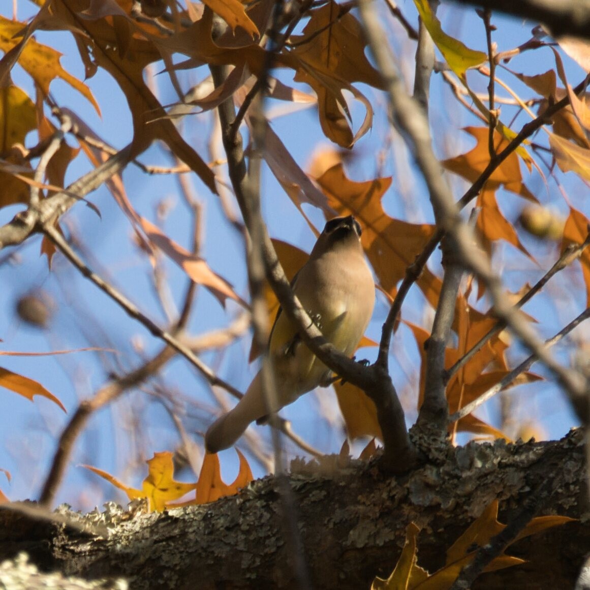 Cedar Waxwing - ML645244001