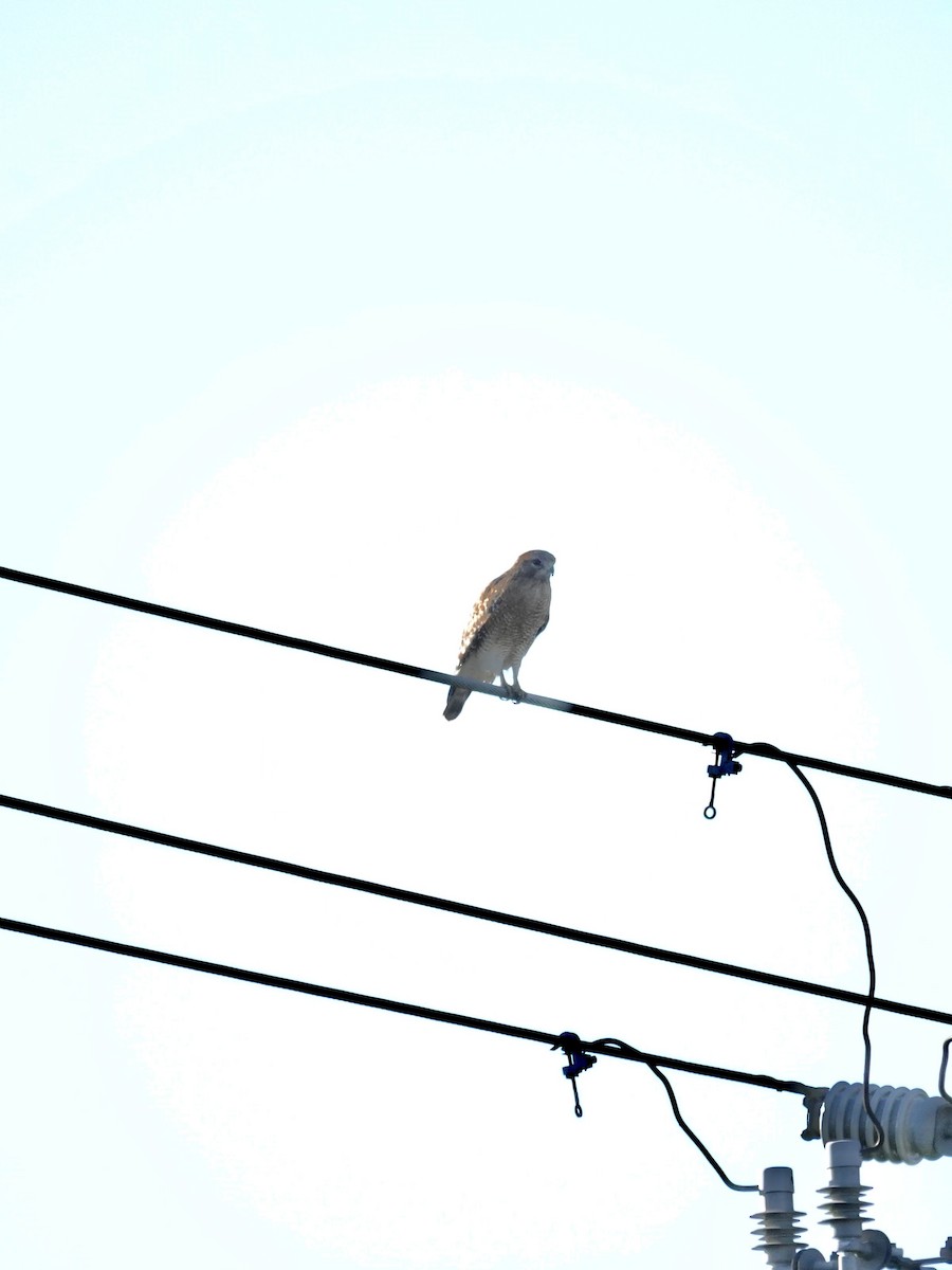 Red-shouldered Hawk - ML645244002