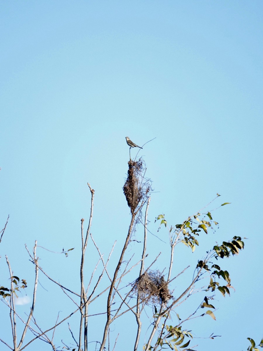 Yellow-rumped Warbler - ML645244013