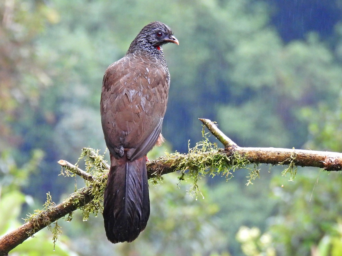 Пенелопа андська - ML645244027