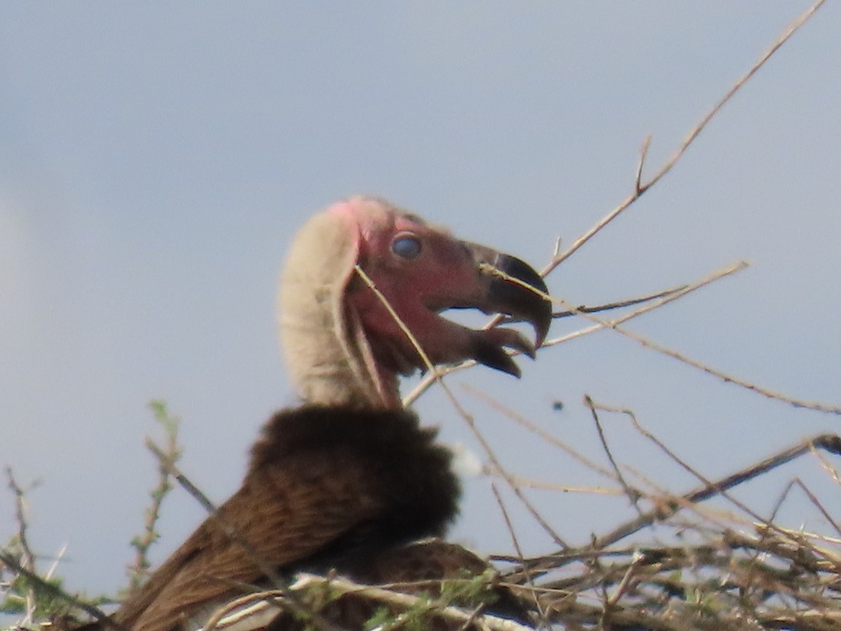 Lappet-faced Vulture - ML645244036