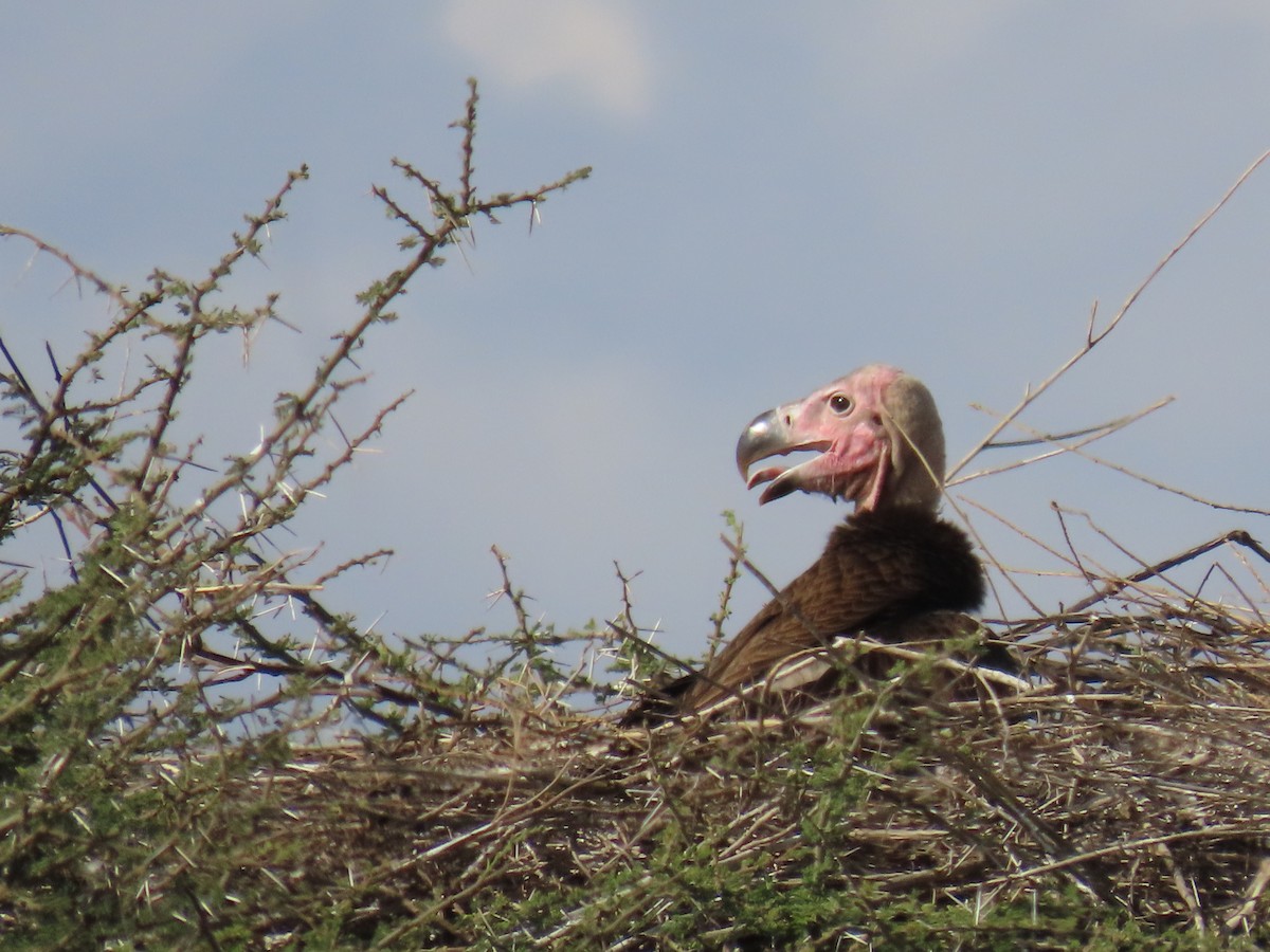 Lappet-faced Vulture - ML645244037