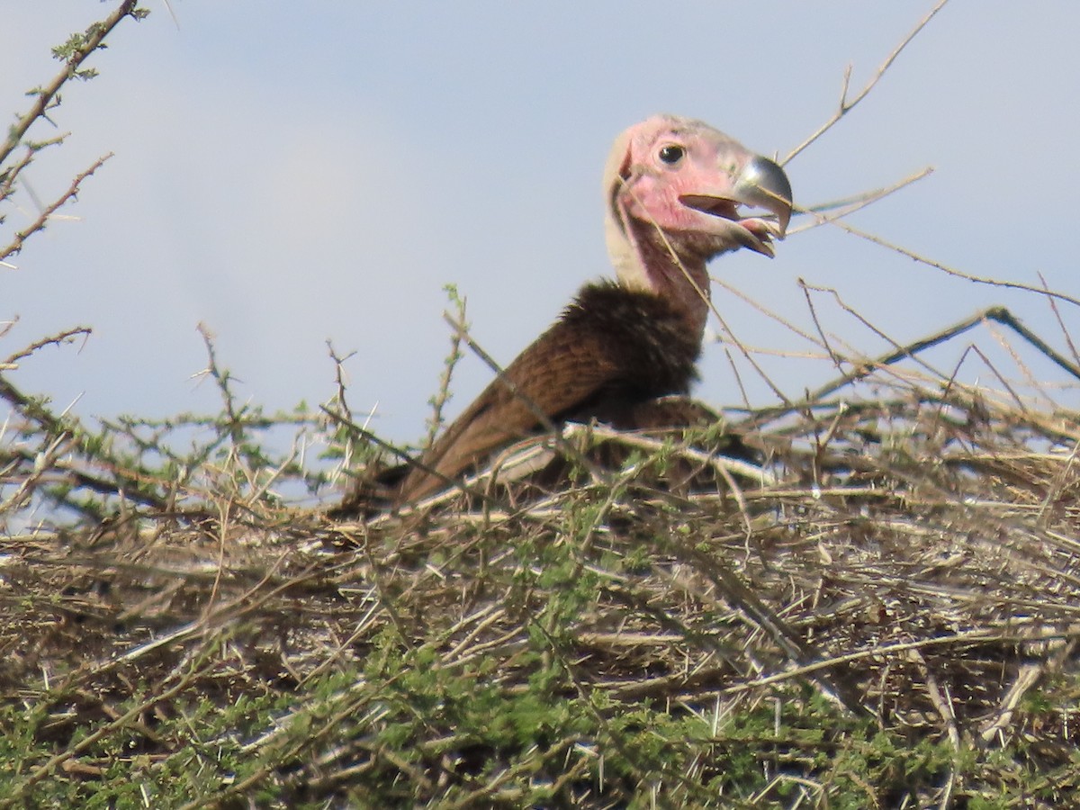 Lappet-faced Vulture - ML645244038