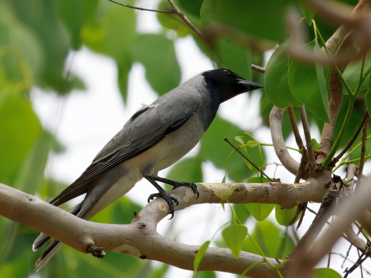 Black-faced Cuckooshrike - ML645244039