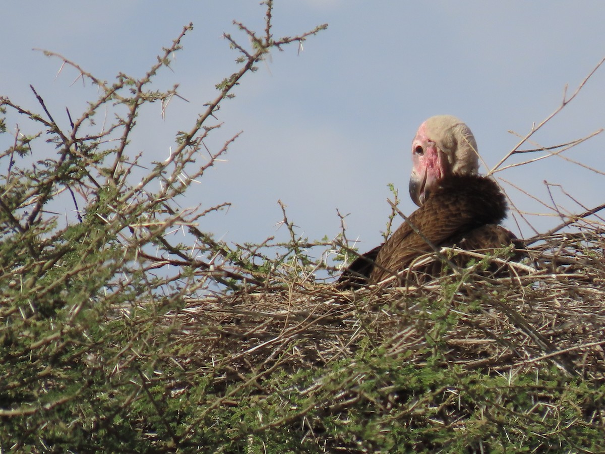 Lappet-faced Vulture - ML645244040