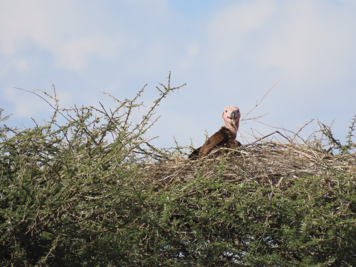 Lappet-faced Vulture - ML645244041