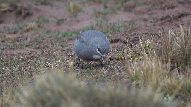 Glacier Finch - ML645244051