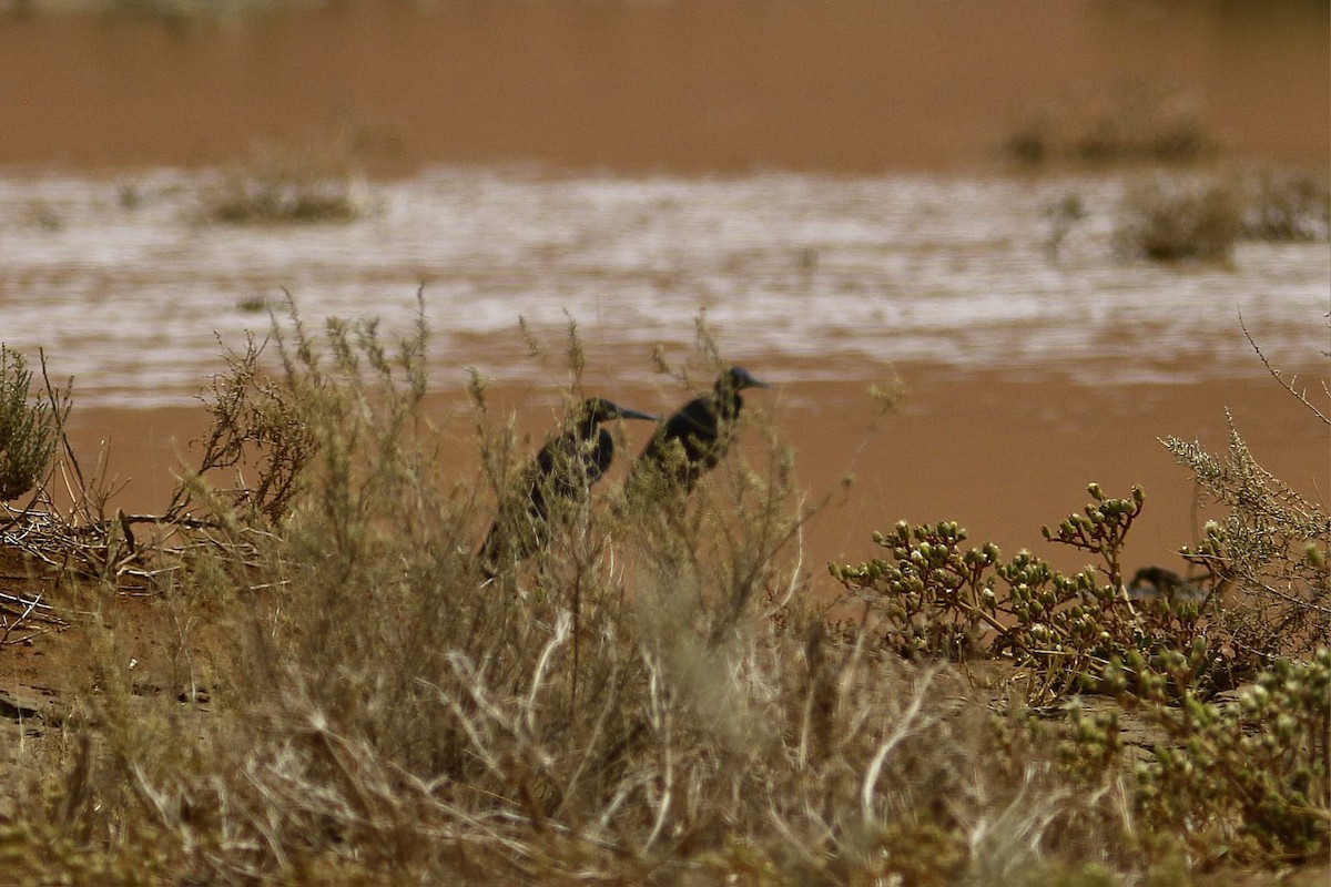 Glockenreiher - ML645244058