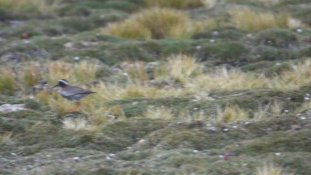 Diademregenpfeifer - ML645244059