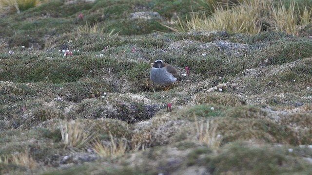 Diademregenpfeifer - ML645244060