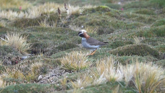 Diademregenpfeifer - ML645244061