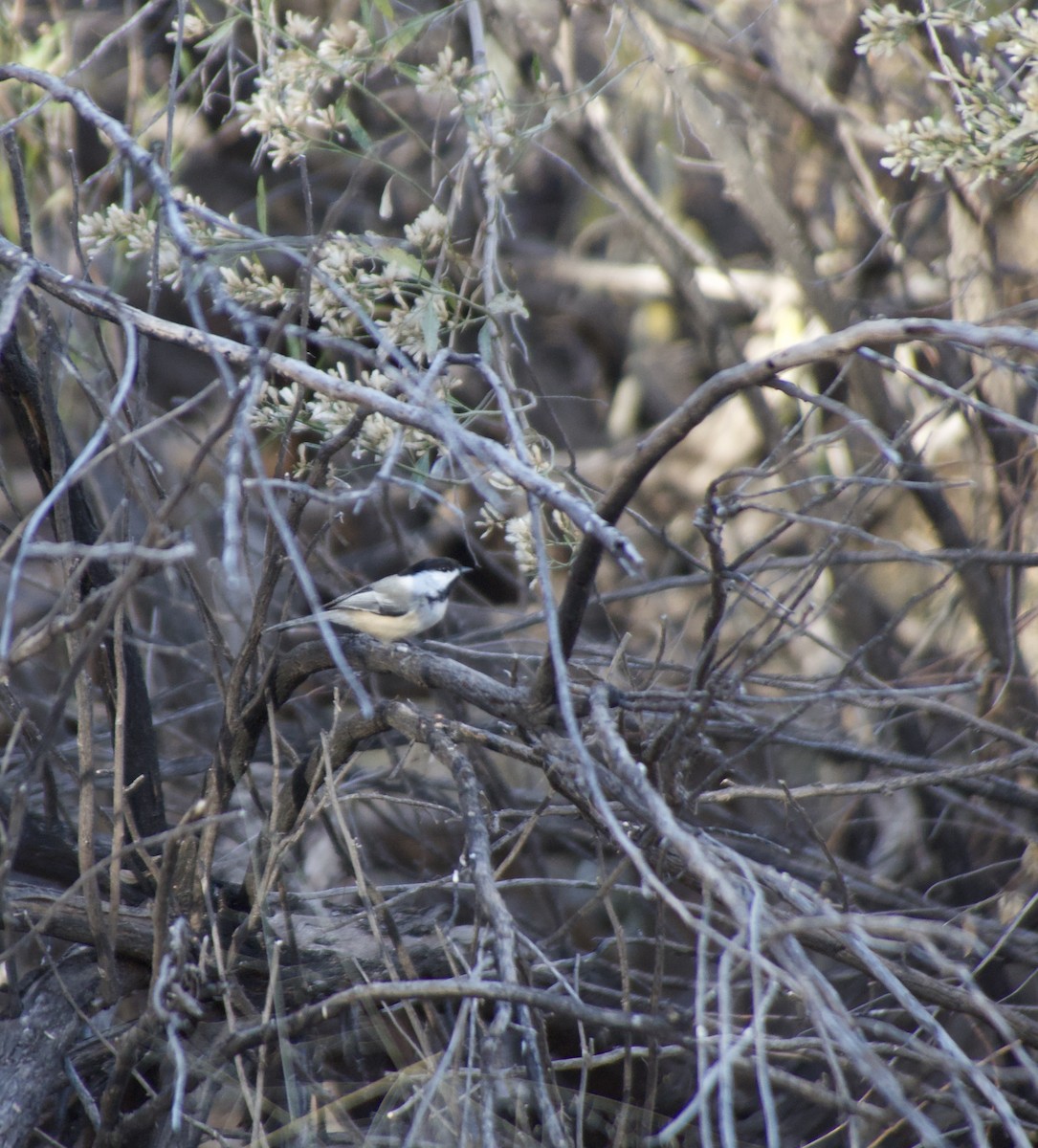 Black-capped Chickadee - ML645244063