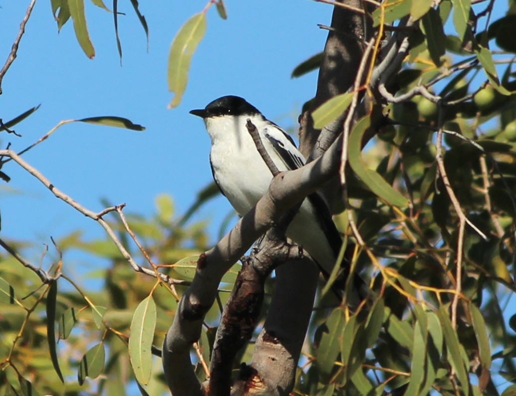 Weißflügel-Raupenfänger - ML645244073