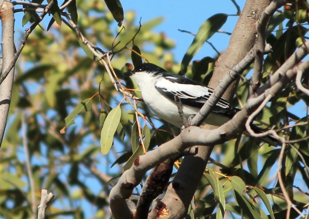 Weißflügel-Raupenfänger - ML645244074