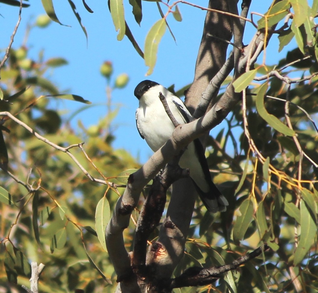 Weißflügel-Raupenfänger - ML645244075