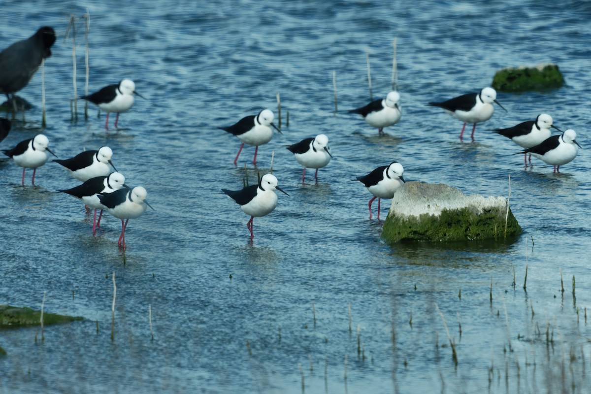 Weißgesicht-Stelzenläufer - ML645244077