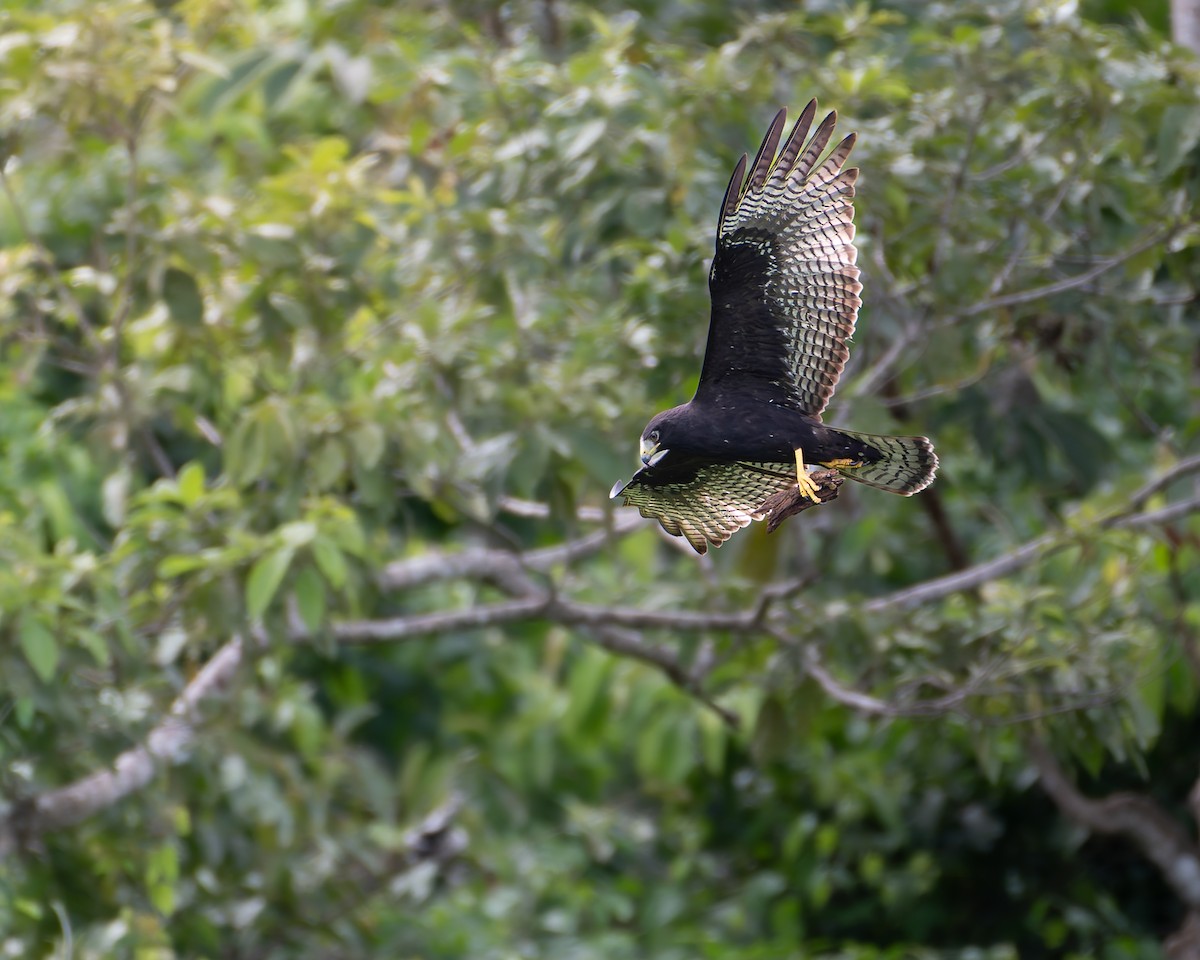 Rußbussard - ML645244078