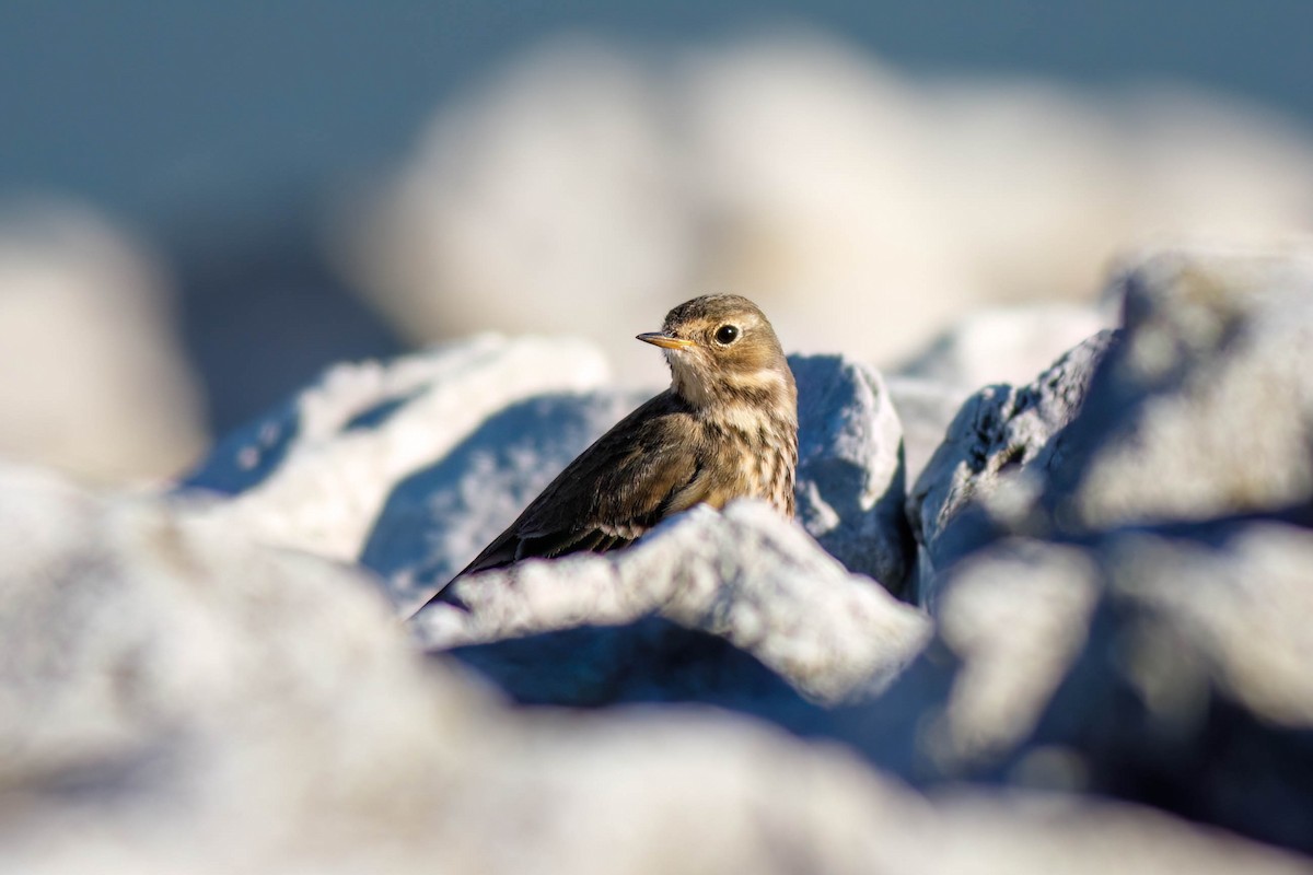 Amerikapieper - ML645244079