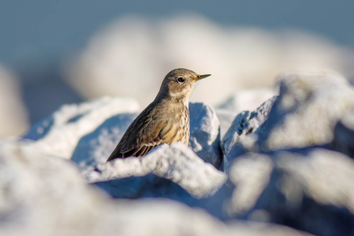 Amerikapieper - ML645244080