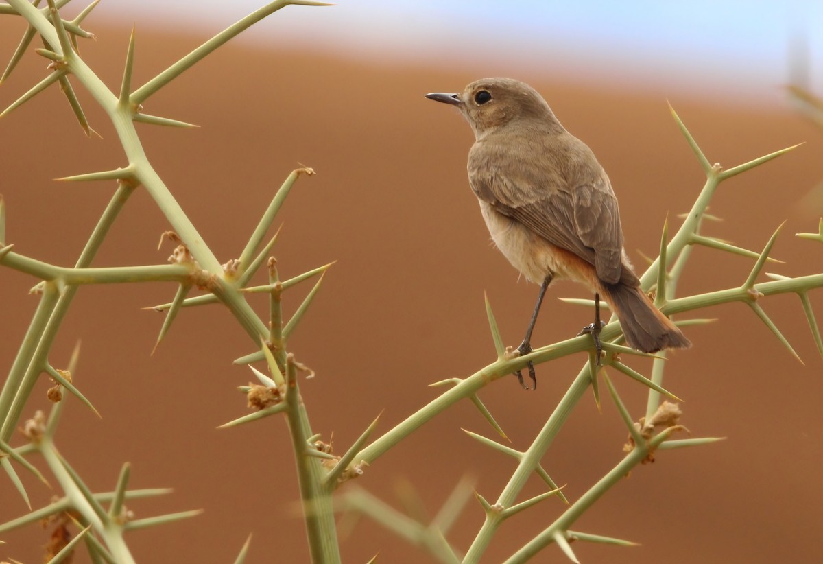 Rostschwanz-Steinschmätzer - ML645244081