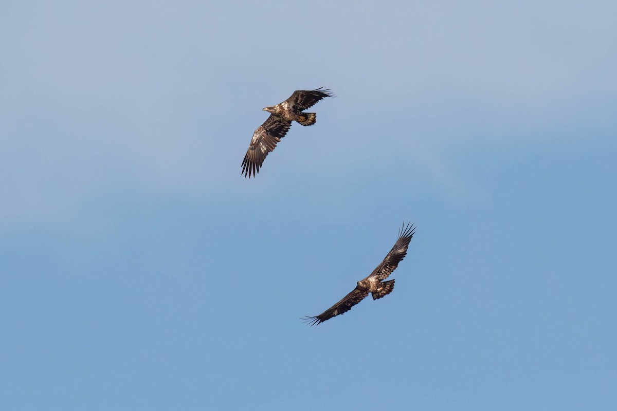 Weißkopf-Seeadler - ML645244082