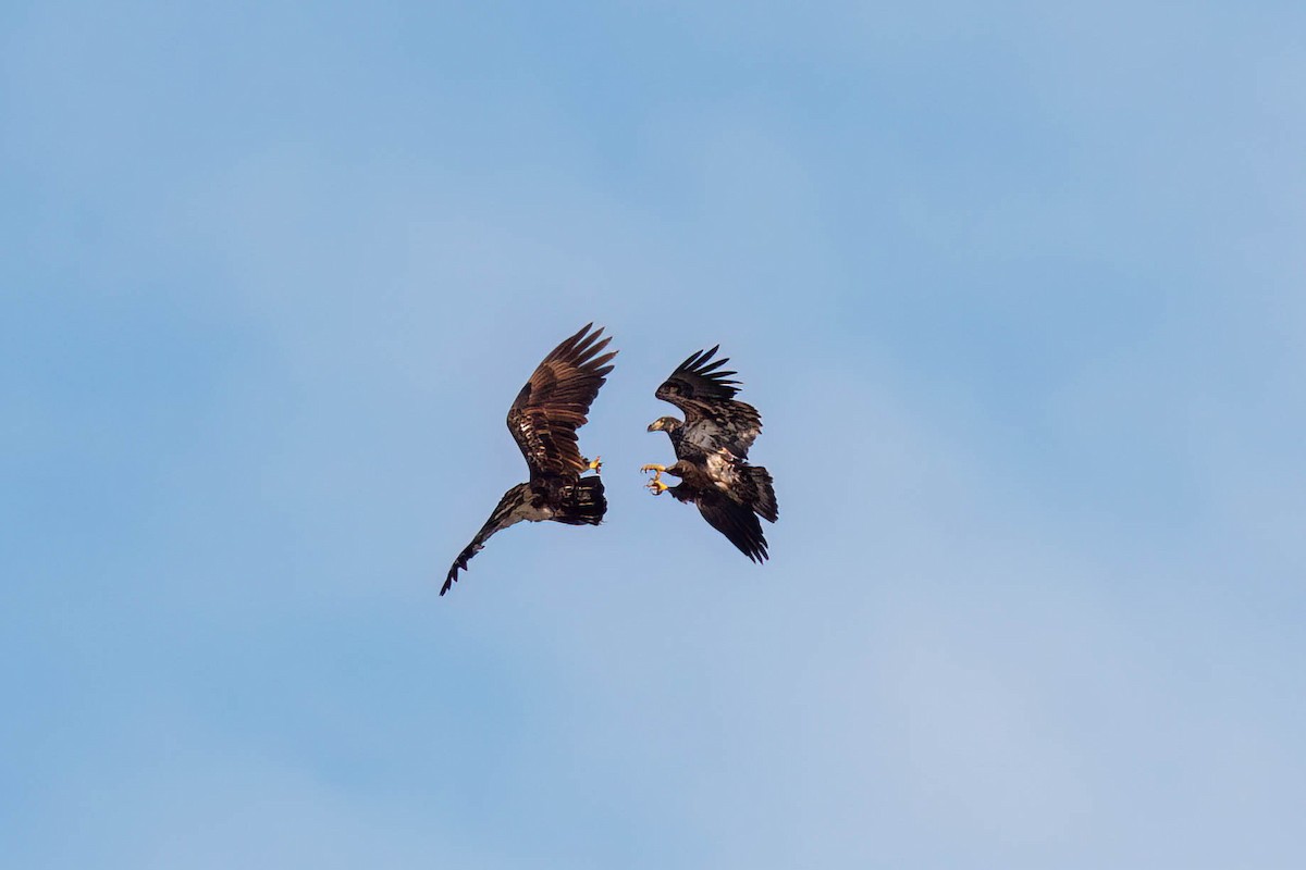 Weißkopf-Seeadler - ML645244083