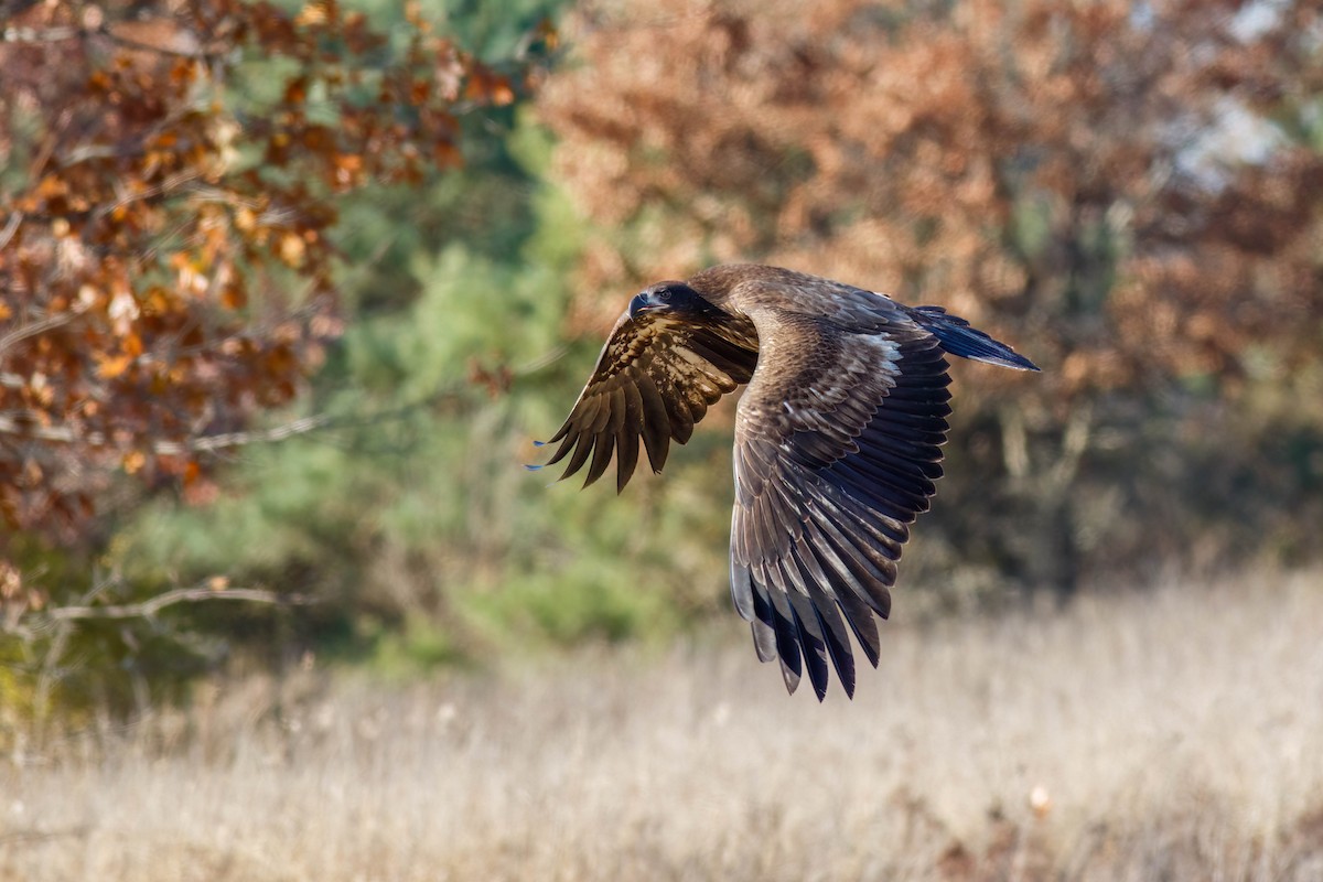 Weißkopf-Seeadler - ML645244084