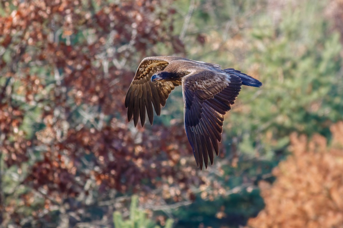 Weißkopf-Seeadler - ML645244085