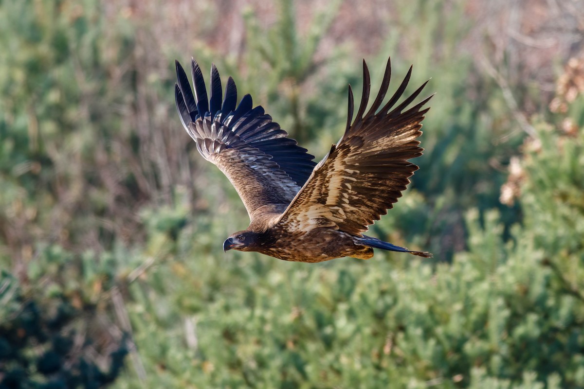 Weißkopf-Seeadler - ML645244086