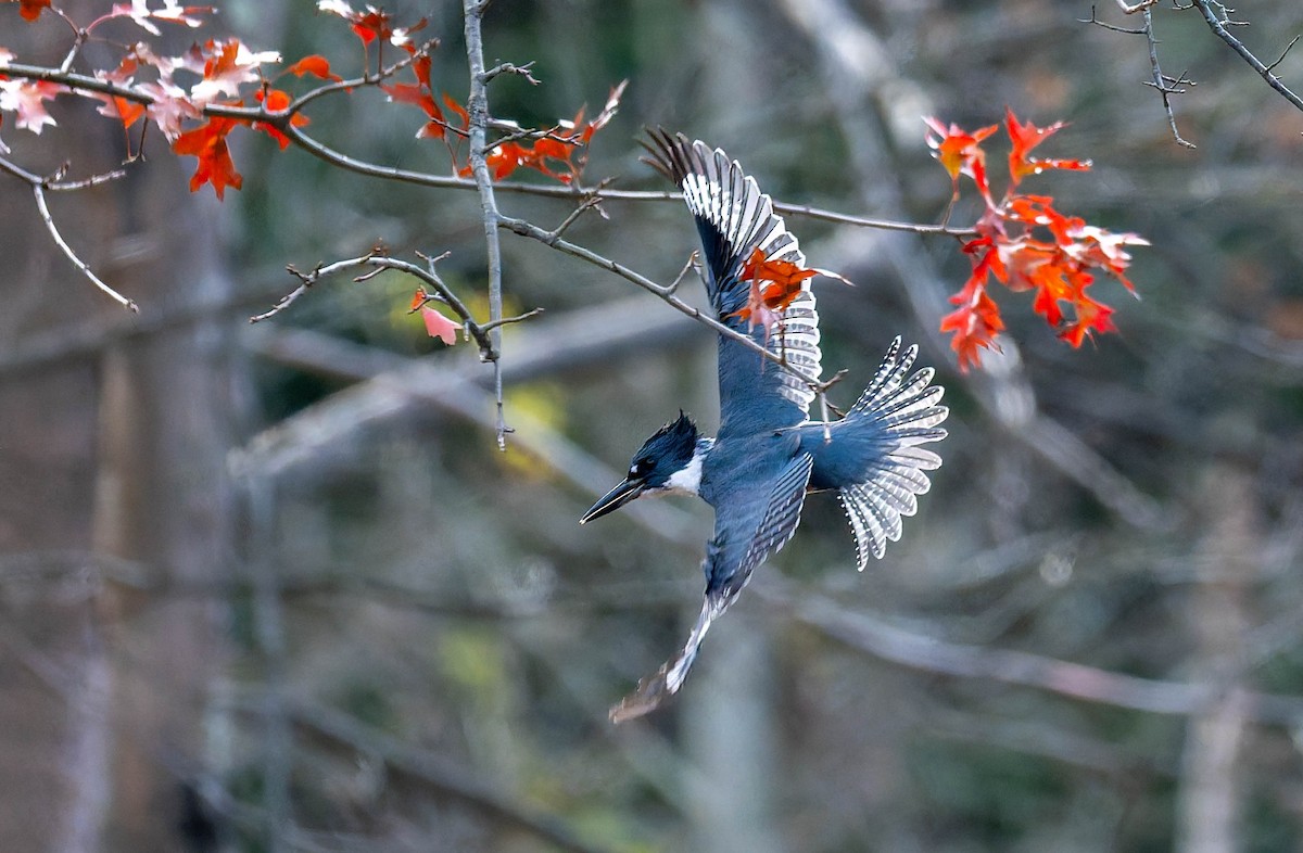 Gürtelfischer - ML645244089