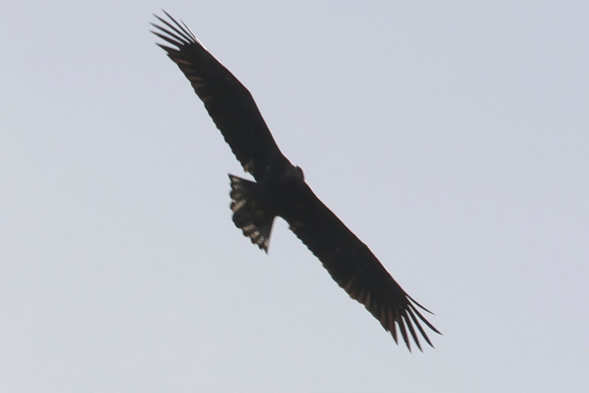 Weißkopf-Seeadler - ML645244090