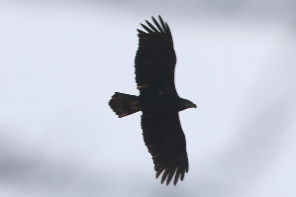 Weißkopf-Seeadler - ML645244091